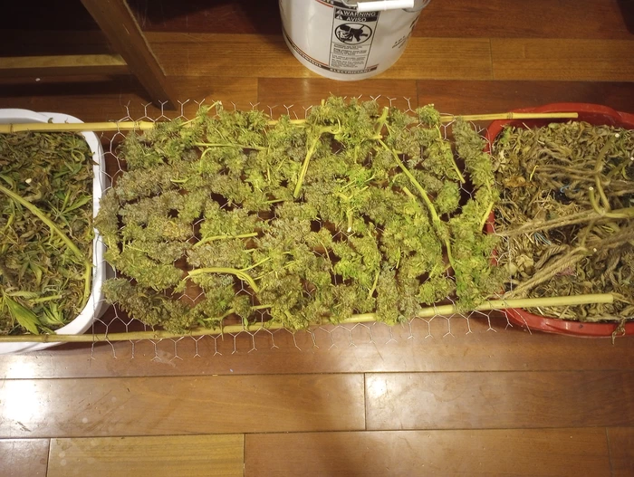 harvest 2