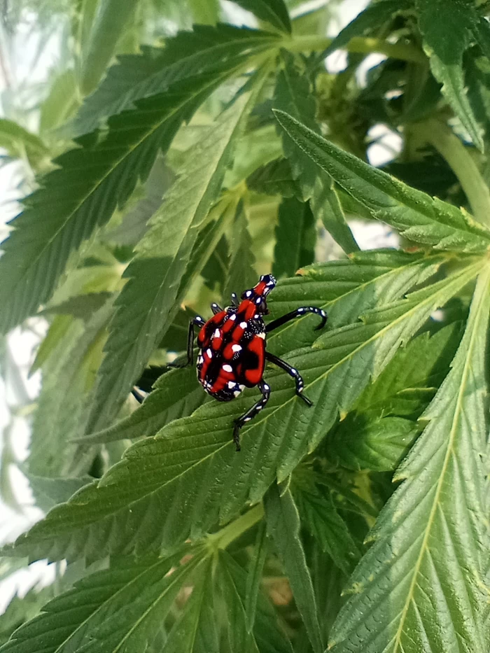 lanternfly