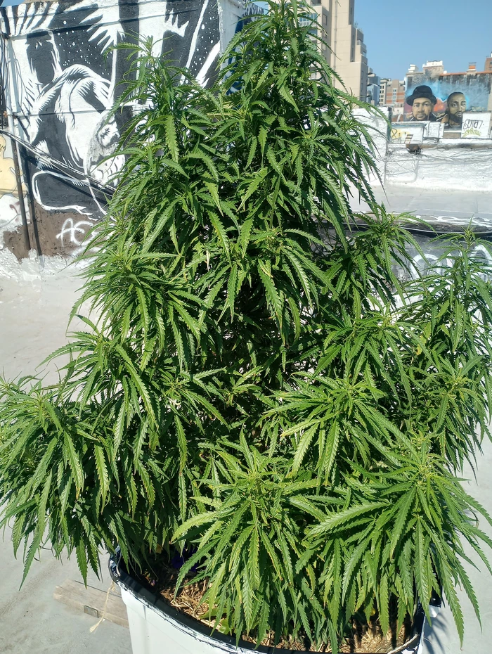 large plant