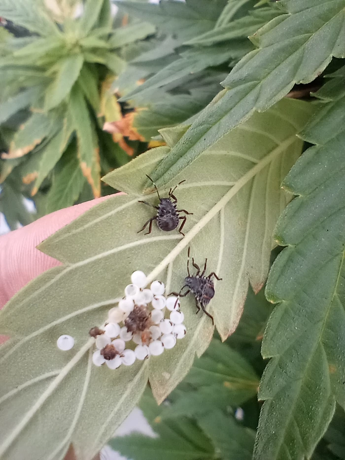 a couple of bugs