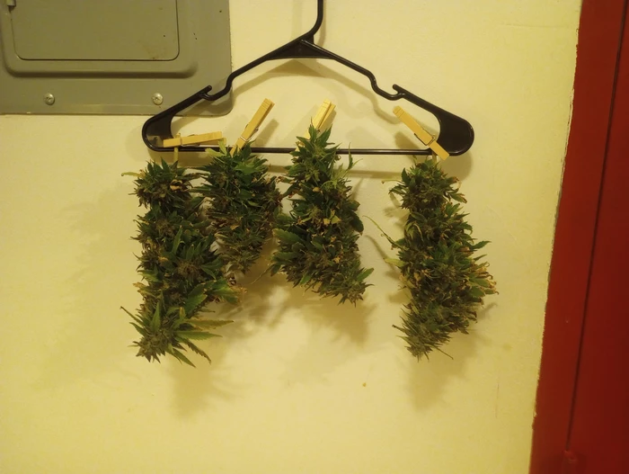 harvest 3