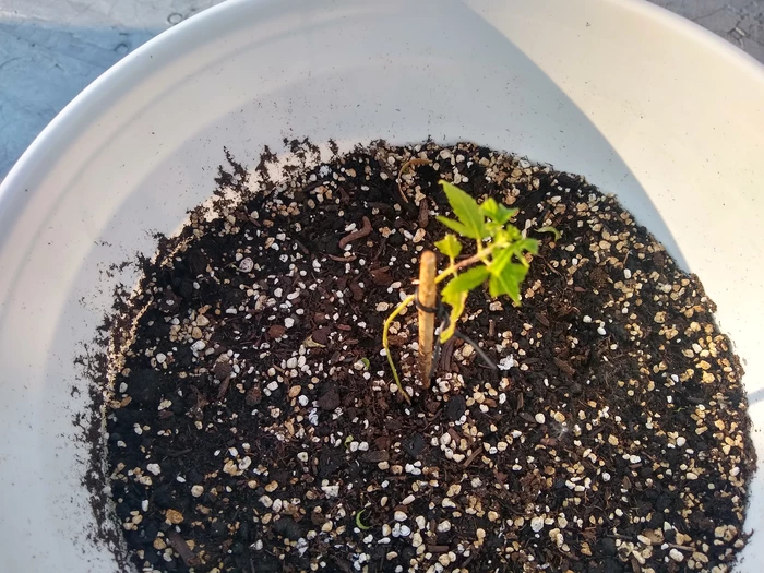 sad plants