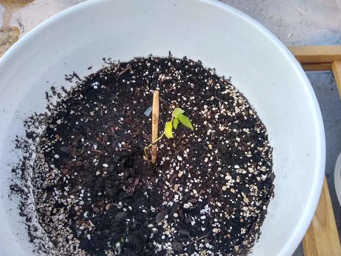 another sad plant