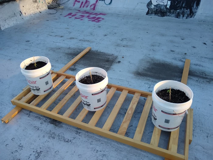 plants on the roof, close up