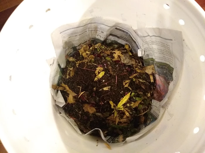 worms in the bin