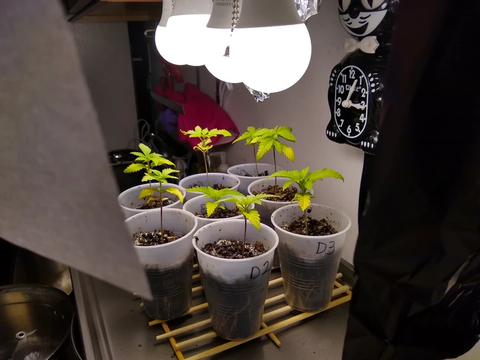 plants growing on stove