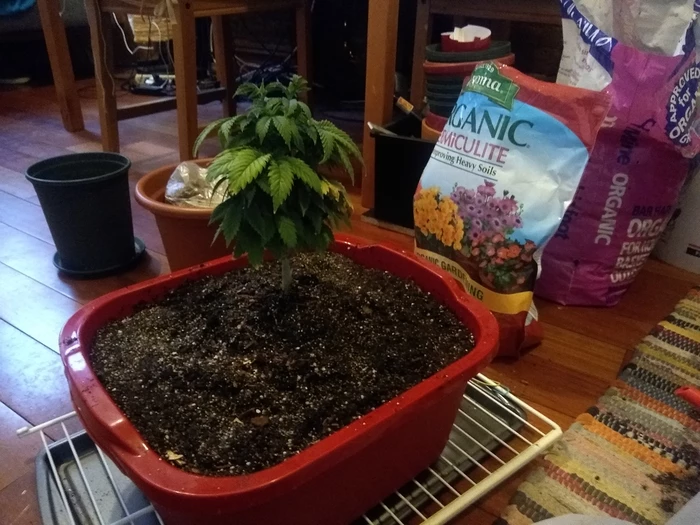 after replant