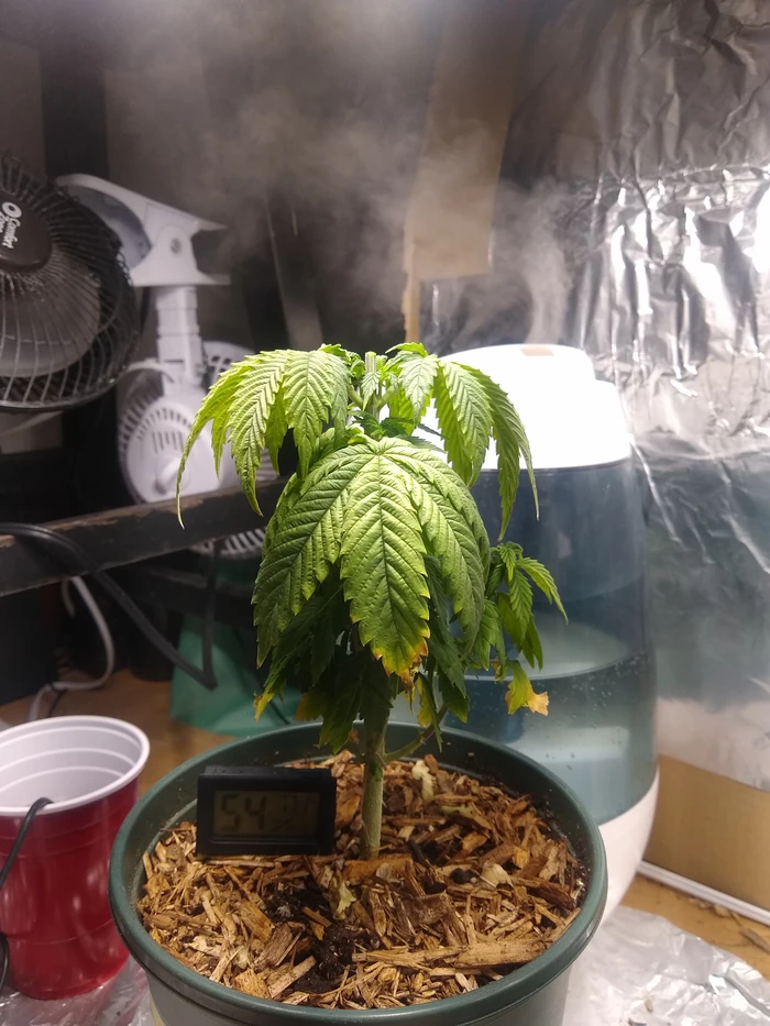 sick plant