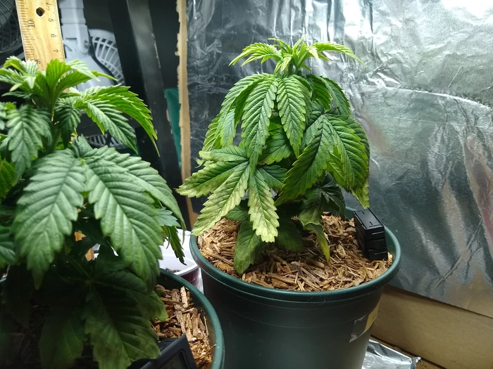 ailing plants