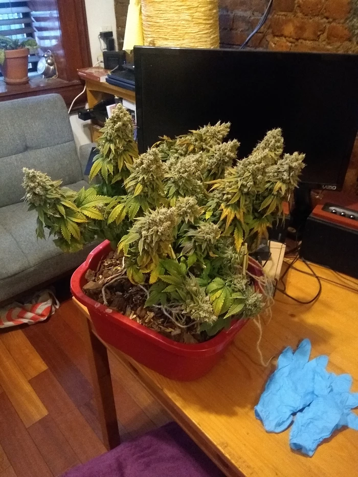 before chop