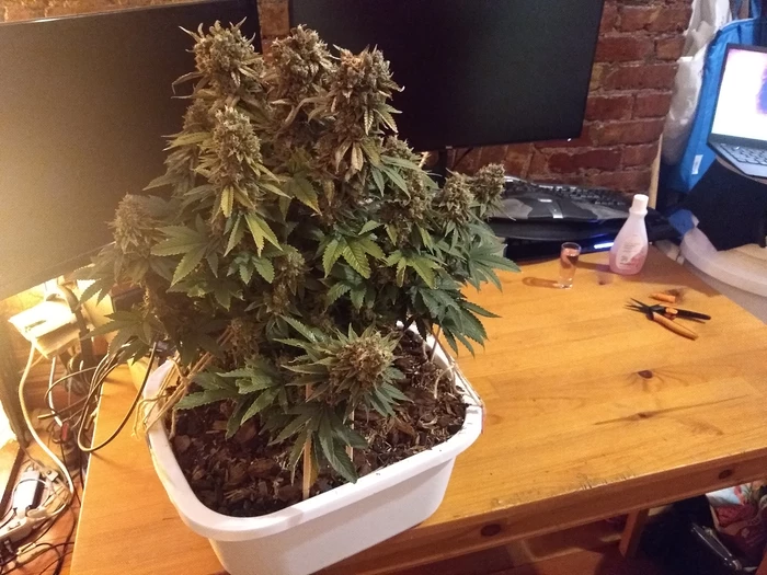 before harvest