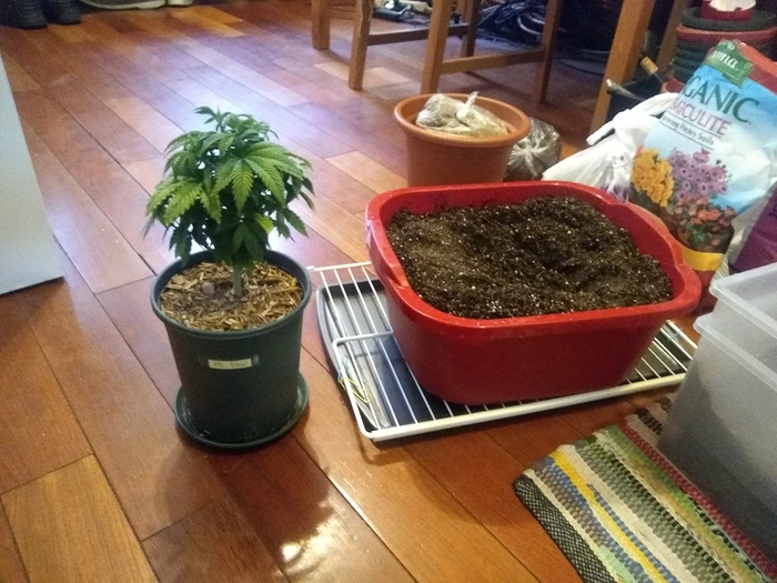 before replant