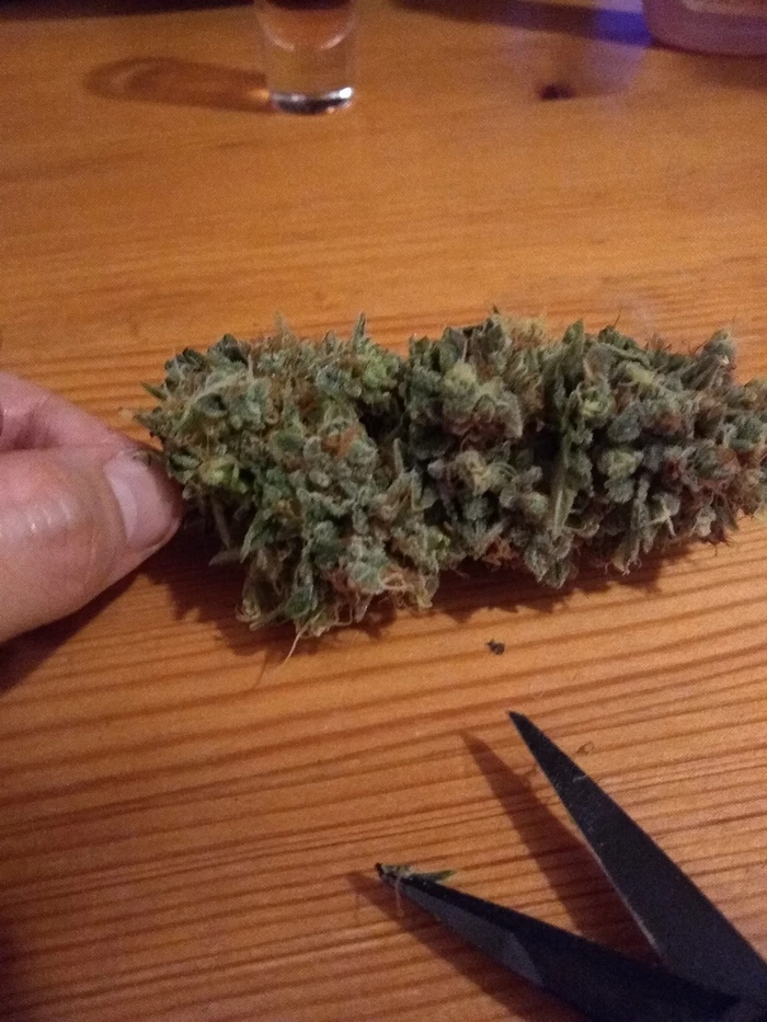 bud