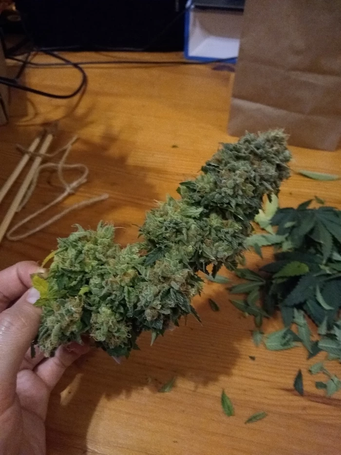 bud