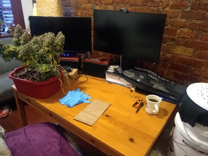 second plant