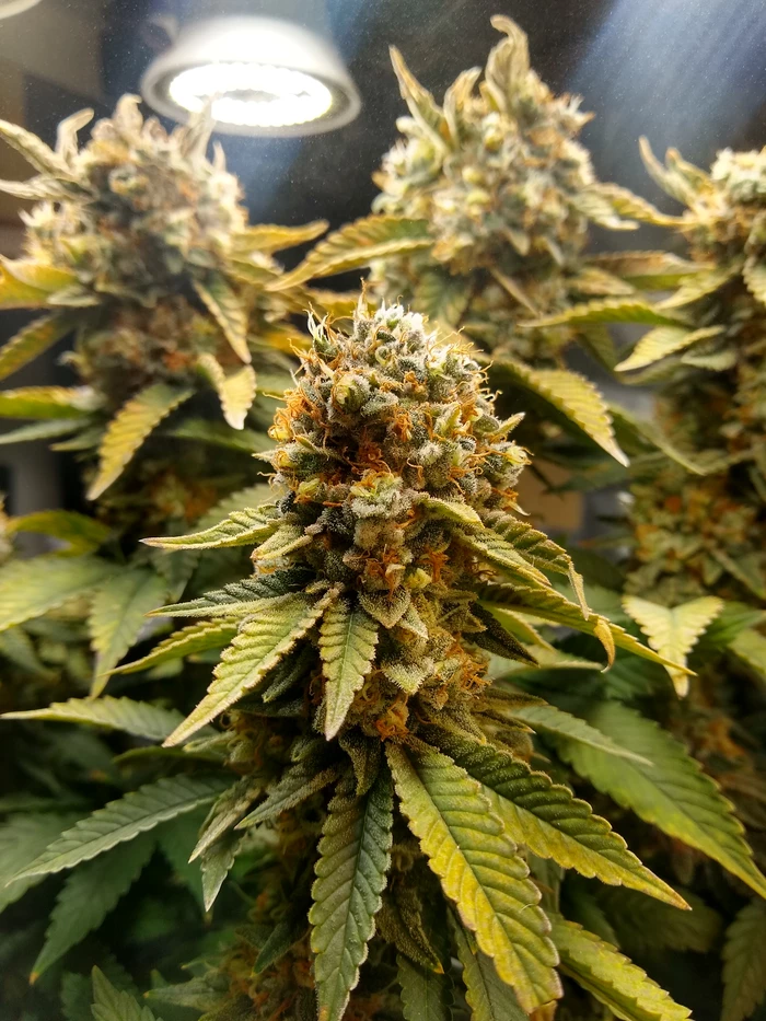 flowering