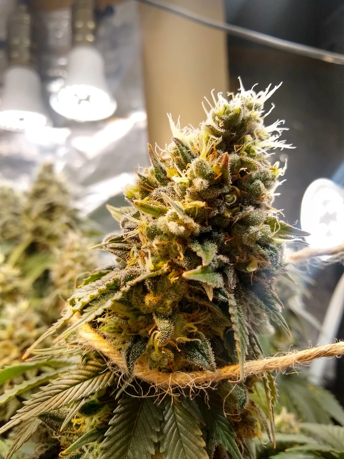 flowering