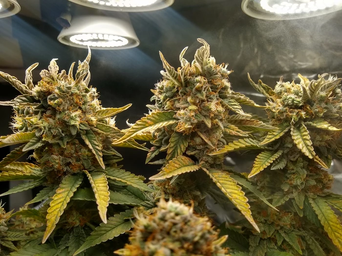 flowering