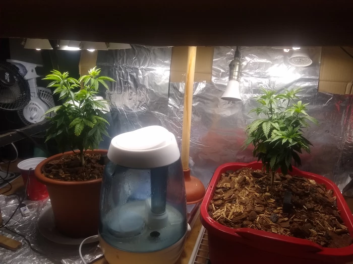 repotted plants in laboratory