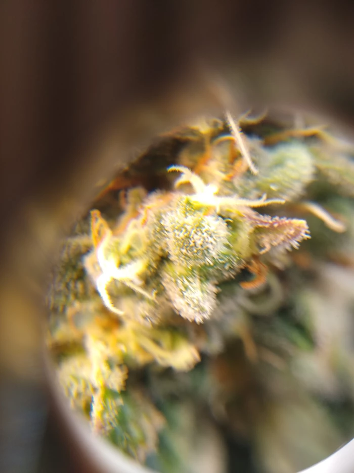 loupe