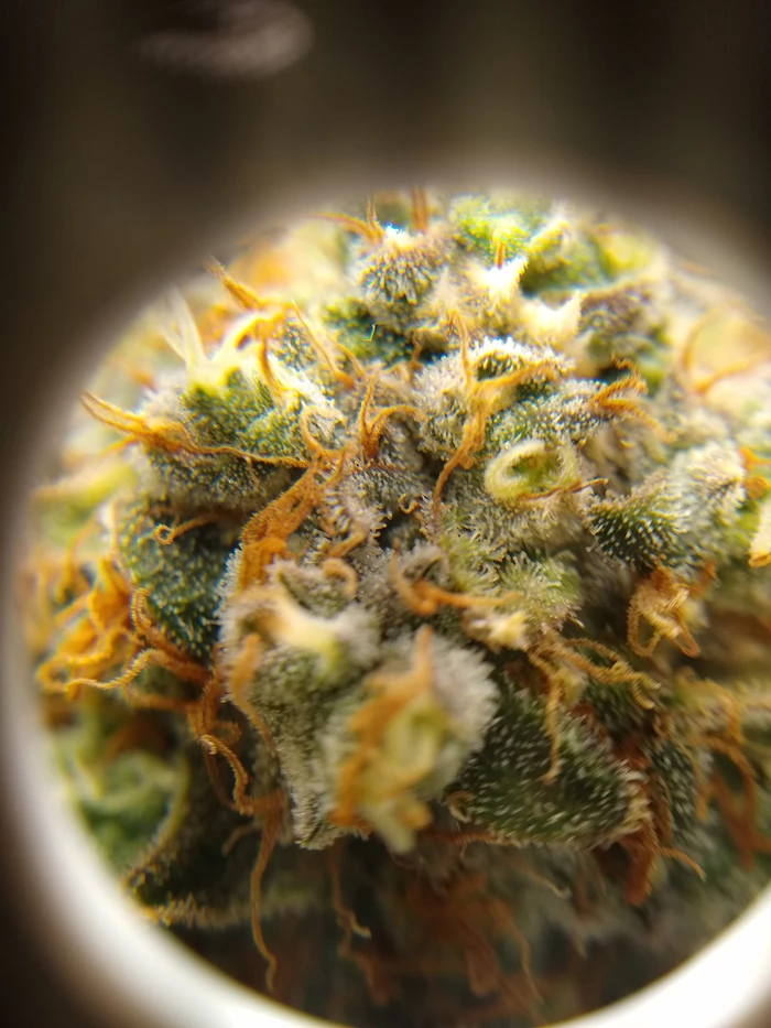 loupe