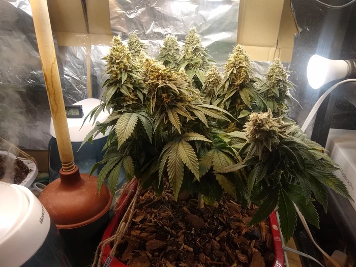 NYC Diesel