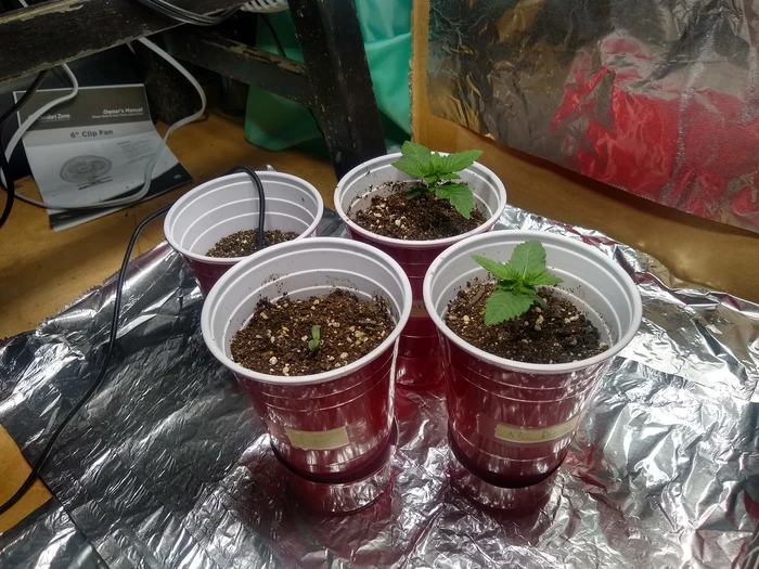 seedlings