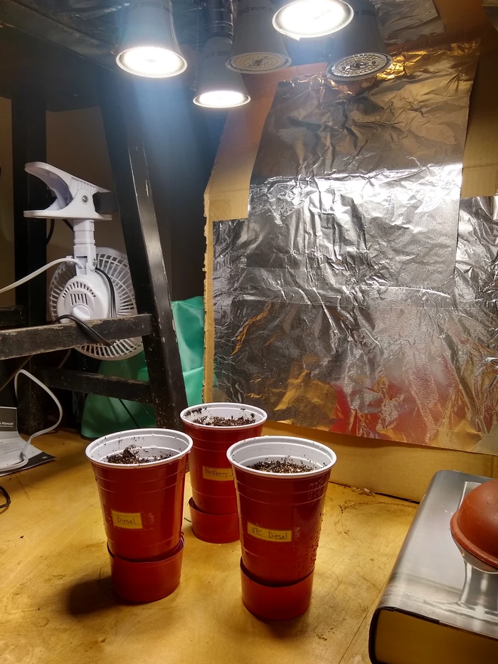 solo cups