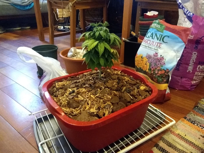 with mulch