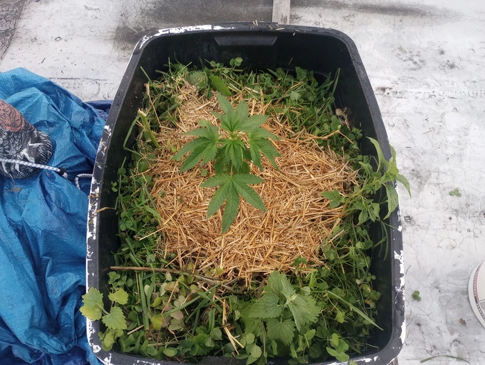 right plant