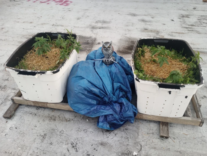 planted outdoors