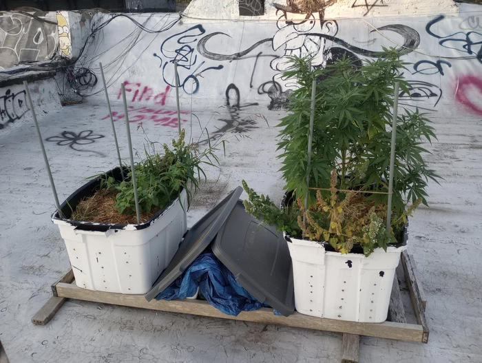 before second plant illness