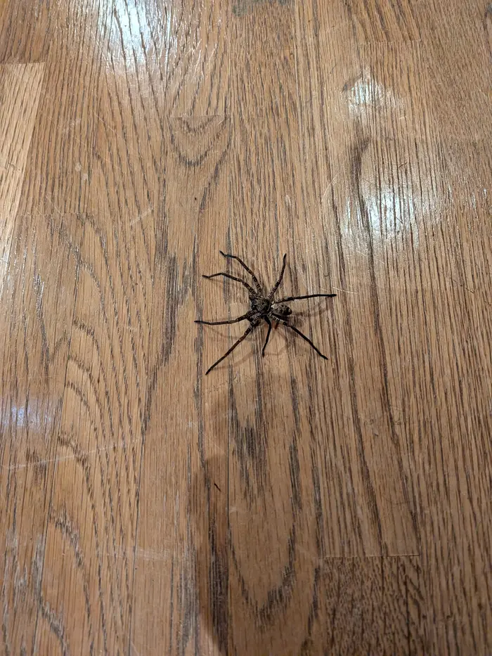 big spider