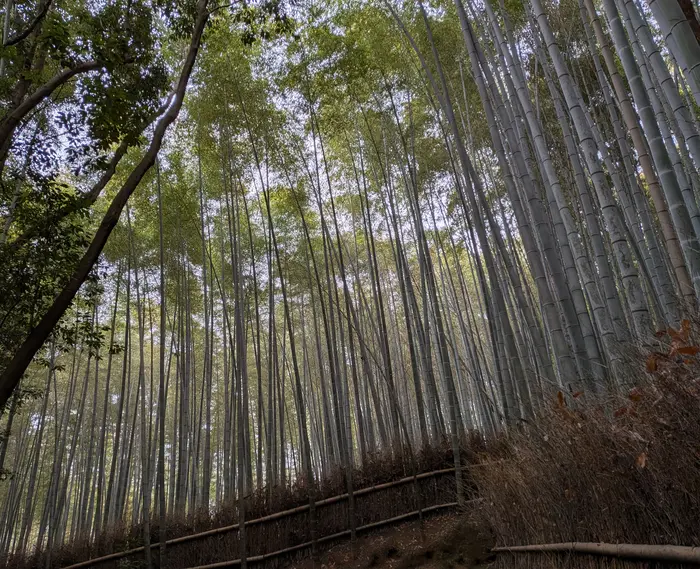 bamboo forest 1