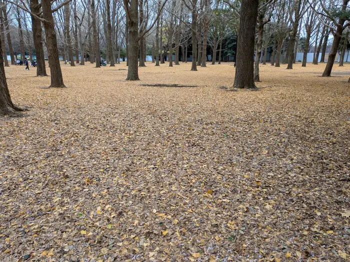 Yoyogi leaves